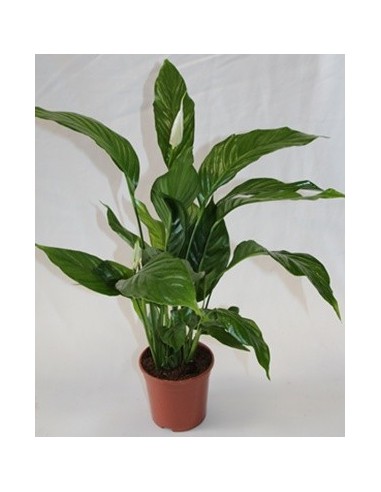 Comprar spathiphyllum desde 5,95€ en Germigarde
