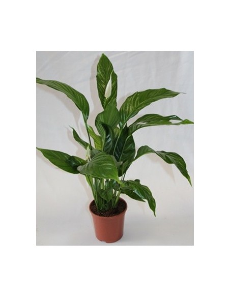 Spathiphyllum