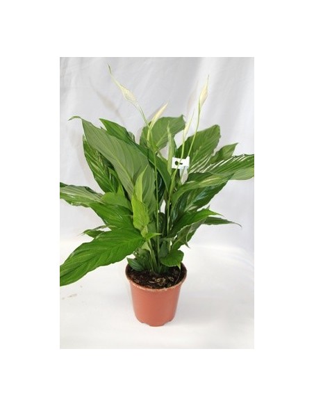 Comprar spathiphyllum desde 5,95€ en Germigarde
