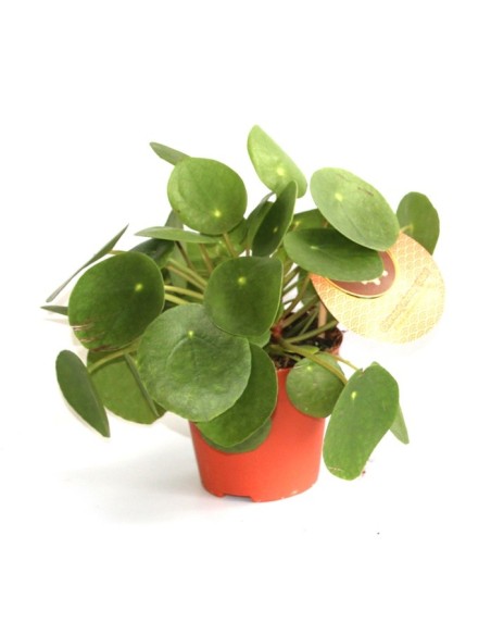 Planta del diner xinesa o pilea peperomioides (test12 cm Ø)
