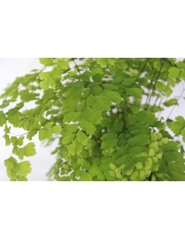 Adiantum fragans (test 12 cm Ø)