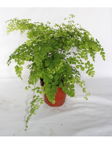 Adiantum fragans (test 12 cm Ø)