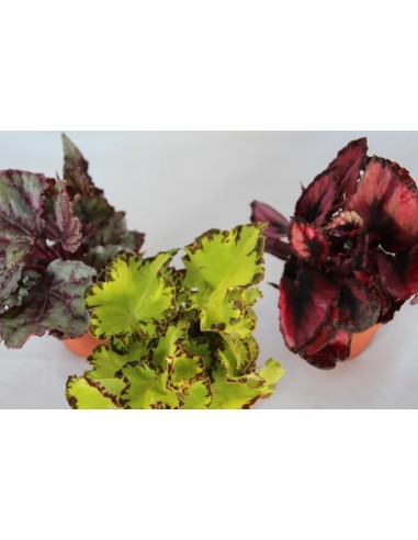 Begonia Rex (maceta 9 cm Ø)