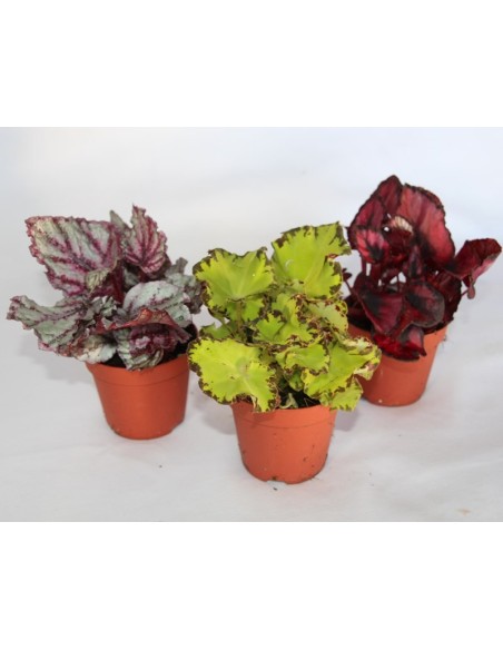 Begonia Rex (maceta 9 cm Ø)