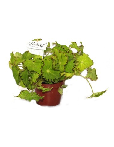 Begonia Rex