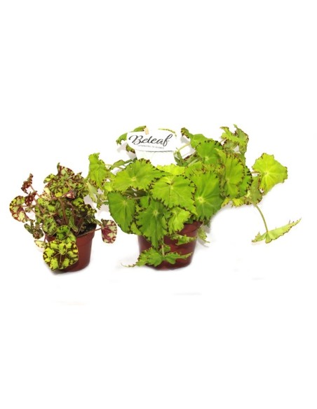Begonia Rex