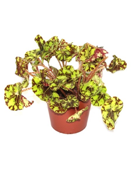Begonia Rex