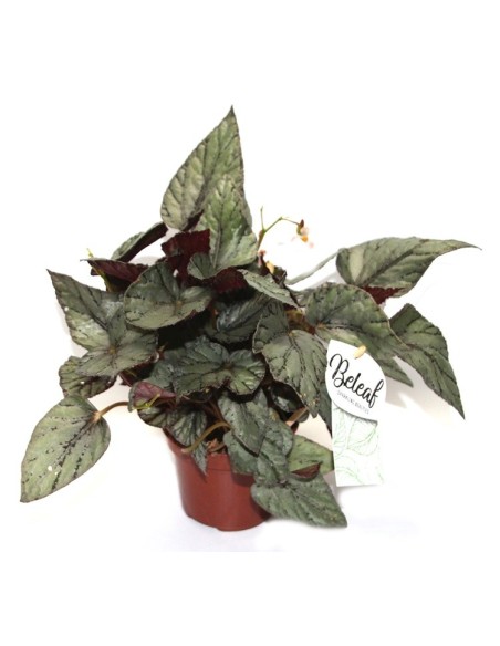 Begonia Rex