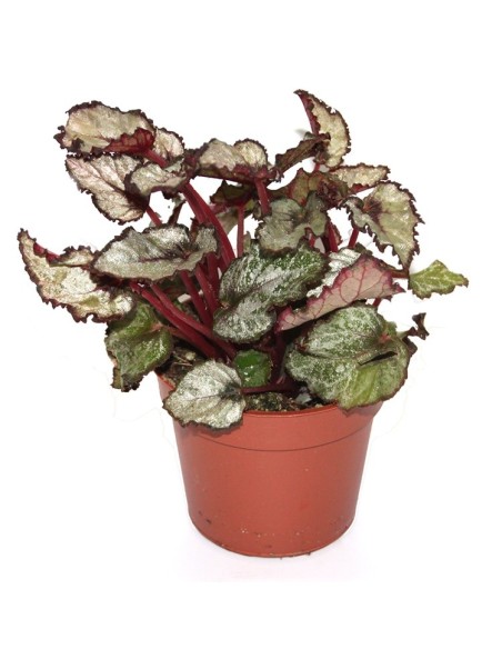 Begonia Rex