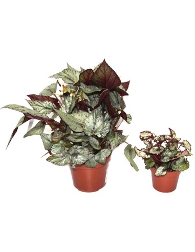 Begonia Rex
