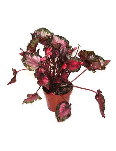 Begonia Rex