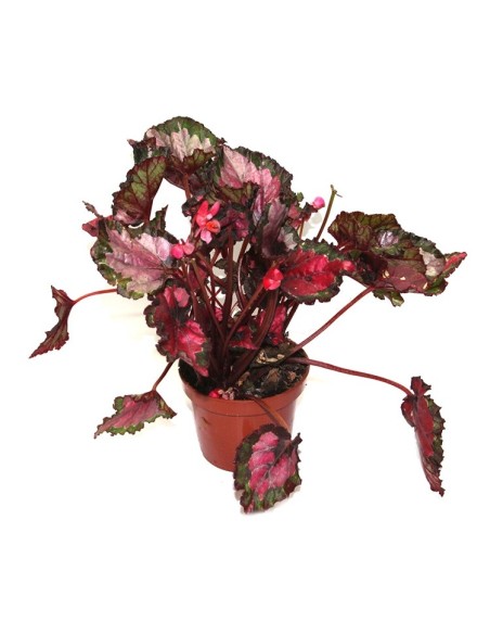 Begonia Rex