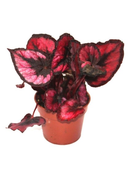 Begonia Rex