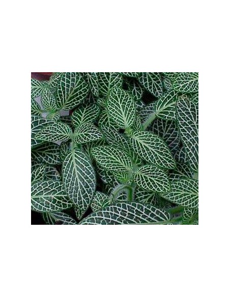Comprar fitonia por 2,95€ en Germigarden