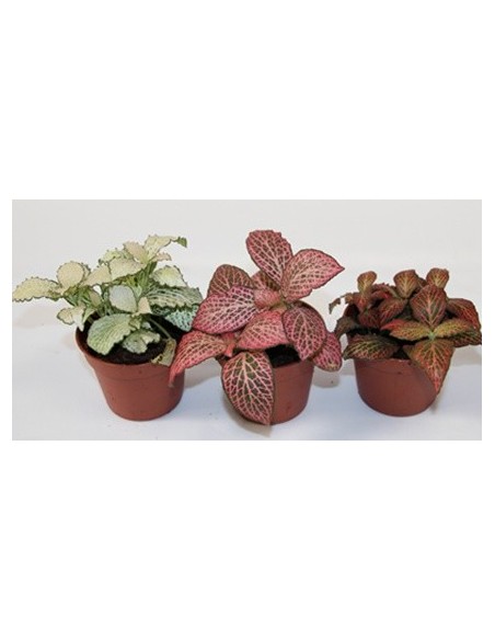 Comprar fitonia por 2,95€ en Germigarden