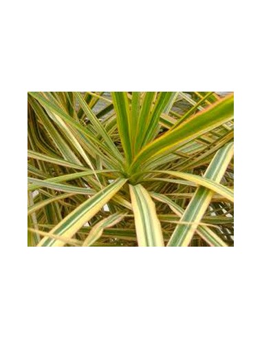 Achetez du dracena bicolore à partir de 5,50 € chez Germigarden