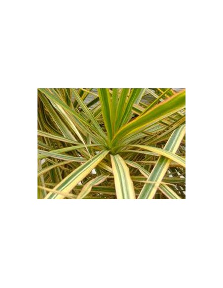 Compre dracena bicolor a partir de € 7,50 em Germigarden