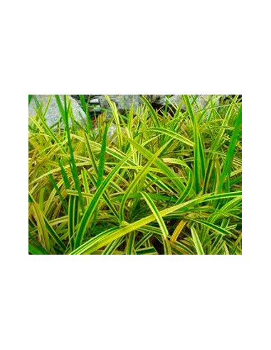 Compre dracena bicolor a partir de € 7,50 em Germigarden