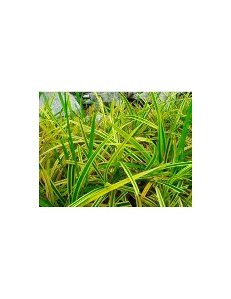 Achetez du dracena bicolore à partir de 5,50 € chez Germigarden