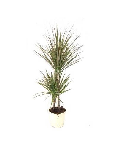 Compre dracena bicolor a partir de € 7,50 em Germigarden