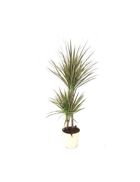 Compre dracena bicolor a partir de € 7,50 em Germigarden