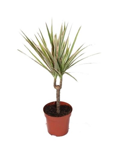 Compre dracena bicolor a partir de € 7,50 em Germigarden