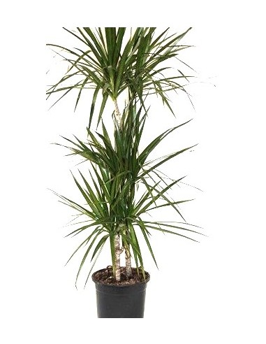 Compre Dracena marginata a partir de € 4,55 em Germigarden