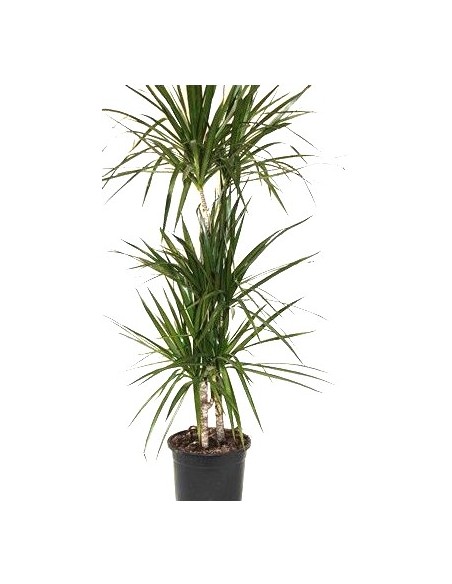 Achetez Marginata à partir de 4,55€ chez Germigarden