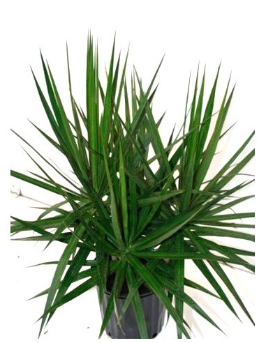 Achetez Marginata à partir de 4,55€ chez Germigarden