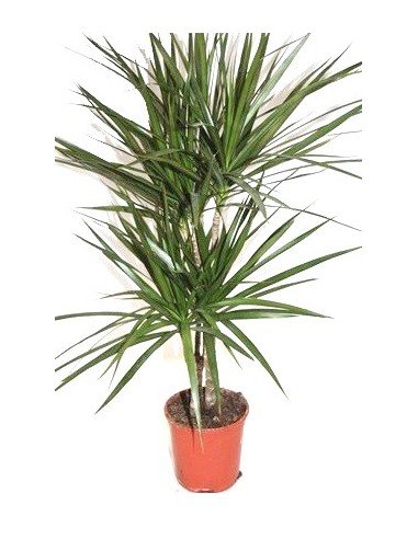 Compra Marginata desde 4,55€ en Germigarden
