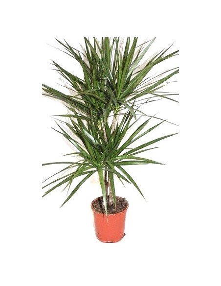 Achetez Marginata à partir de 4,55€ chez Germigarden