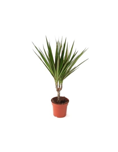 Compra Marginata desde 4,55€ en Germigarden