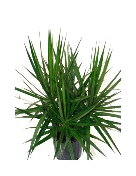Achetez Marginata à partir de 4,55€ chez Germigarden
