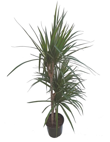 Achetez Marginata à partir de 4,55€ chez Germigarden