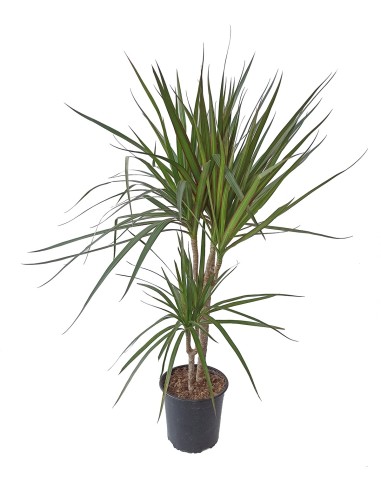 Compra Marginata desde 4,55€ en Germigarden
