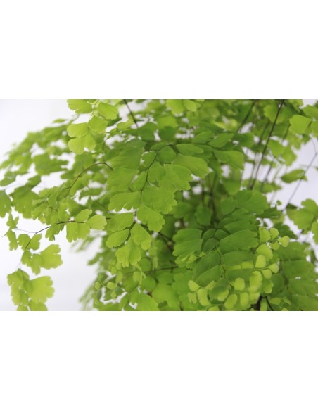 Adiantum fragans (maceta 12 cm Ø)