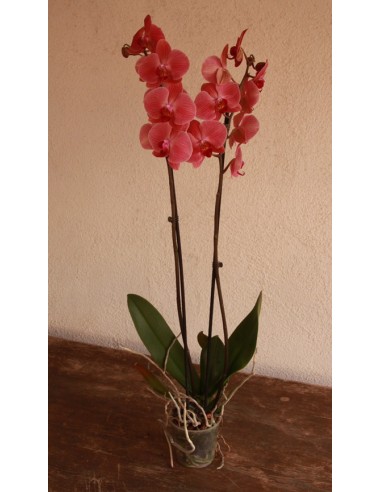 Orquídia Phalaenopsis 2 vares (test 12 cm ø)