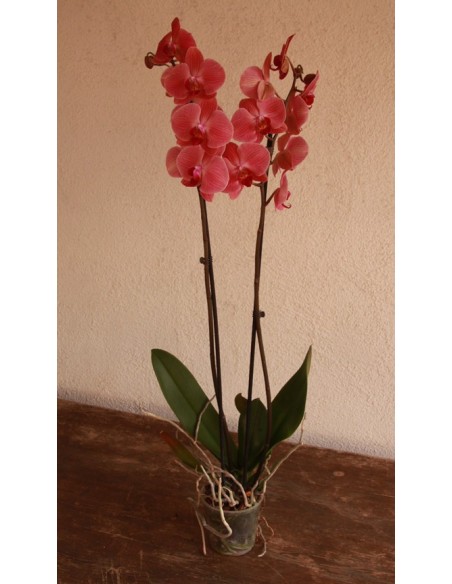 Orquídia Phalaenopsis