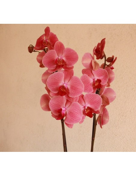 Orquídia Phalaenopsis 2 vares (test 12 cm ø)