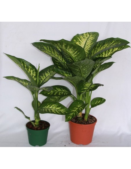 Diphenbaquia Tropic