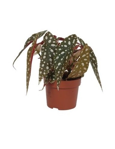 Begonia maculata (test 13 cm Ø)