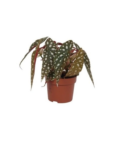 Begonia maculata (test 13 cm Ø)