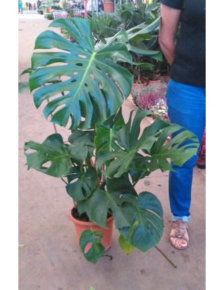 Monstera o costilla de Adan (80 - 100 cm aprox.)
