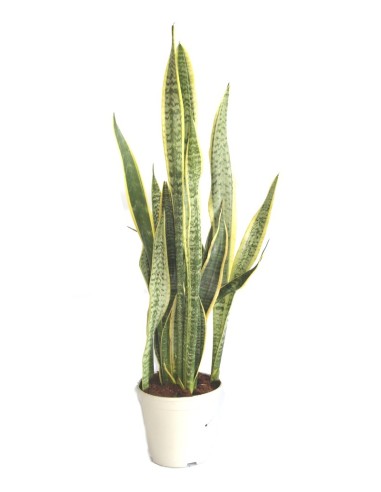 Sansevieria o sansiviera trifasciata
