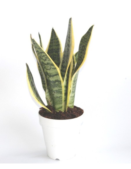 Sansevieria o sansiviera trifasciata