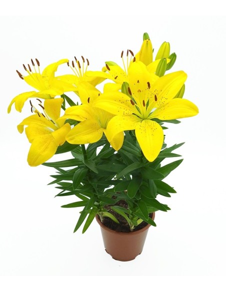 Lilium (test 13 cm Ø)