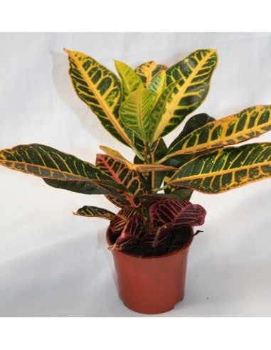 Achetez Croton Petra à partir de 6,95€ chez Germigarden