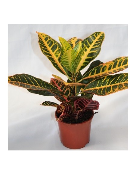 Comprar Croton Petra desde 6,95€ en Germigarden