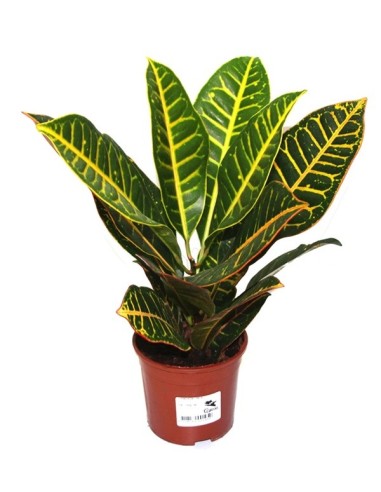 Achetez Croton Petra à partir de 6,95€ chez Germigarden