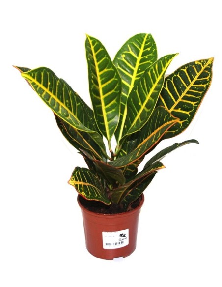 Comprar Croton Petra desde 6,95€ en Germigarden